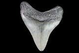 Juvenile Megalodon Tooth - Georgia #101374-1